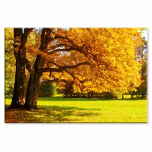 Obraz žlutý strom + háčky, hřebíčky, čistící hadřík ZDARMA Velikost (šířka x výška): 30x20 cm