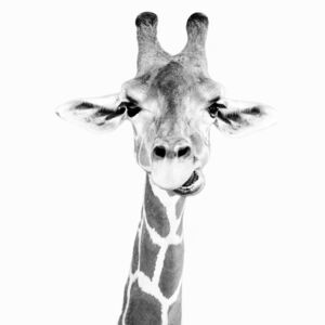 Umělecká fotografie Happy giraffe, Sisi & Seb
