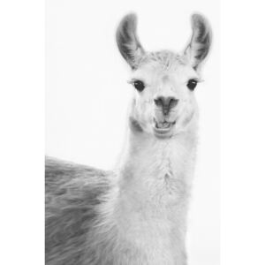 Umělecká fotografie Happy llama, Sisi & Seb, (26.7 x 40 cm)
