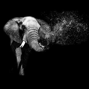 Postershop Fototapeta: Černobílý slon - 184x254 cm