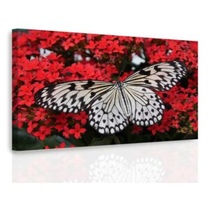 Obraz motýl na květech + háčky, hřebíčky, čistící hadřík ZDARMA Velikost (šířka x výška): 60x40 cm
