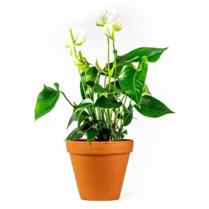 Gardners.cz Anthurium bílá, průměr 12 cm Anturie, Toulitka chvostokvětá, Prasečí ocásek