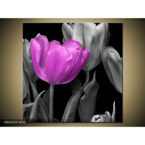 Obraz růžové květiny (F003592F3030)
