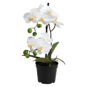 FLORISTA Orchidej v květináči 35 cm - bílá