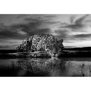 Postershop Fototapeta vliesová: Jaguar (černobílý) - 104x152,5 cm