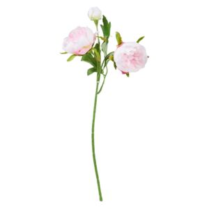 FLORISTA Pryskyřník malý 29 cm - pastelově růžová