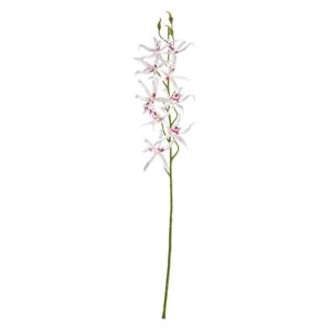 FLORISTA Orchidej Brasie 80 cm - krémová