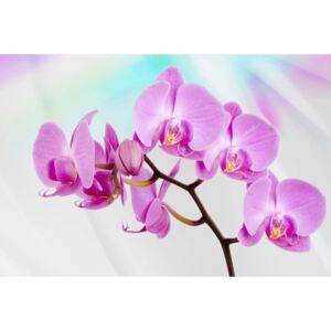 Postershop Fototapeta: Fialová Orchidea - 184x254 cm