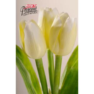 Paramit Aranžovací květina francouzský tulipán bílá
