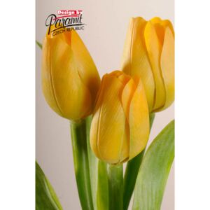Paramit Aranžovací květina francouzský tulipán žlutá
