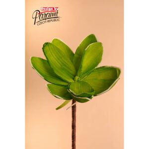 Paramit Aranžovací květina 18 cm zelená