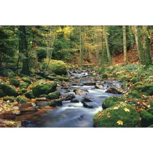 Fototapeta Forest Stream, rozměr 366 cm x 254 cm, fototapety W+G 278
