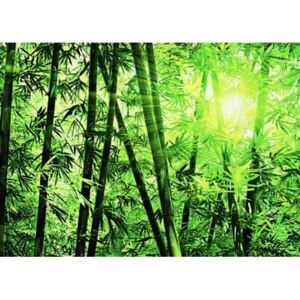 Fototapeta Bamboo Forest, rozměr 366 cm x 254 cm, fototapety W+G 123
