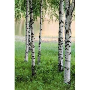 Fototapeta Nordic Forest, rozměr 183 cm x 254 cm, fototapety W+G 381