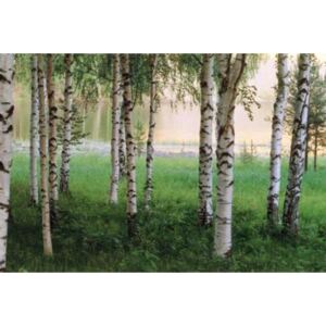 Fototapeta Nordic Forest, rozměr 366 cm x 254 cm, fototapety W+G 290