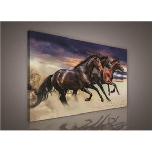 Obraz na plátně stádo koní 496O1, 75 x 100 cm, IMPOL TRADE