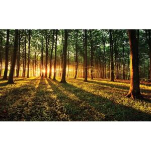 Fototapety, rozměr 368 cm x 254 cm, les a západ slunce, IMPOL TRADE 2226 P8