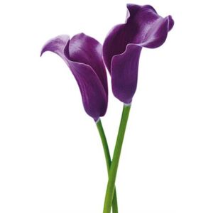 Fototapeta Purple Calla Lilies, rozměr 115 cm x 175 cm, fototapety W+G 675
