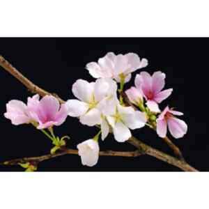 Fototapeta Cherry Blossoms, rozměr 175 cm x 115 cm, fototapety W+G 627