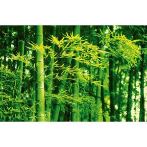 Fototapeta Bamboo in Spring, rozměr 175 cm x 115 cm, fototapety W+G 670