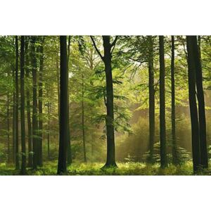 Fototapeta Autumn Forest, rozměr 366 cm x 254 cm, fototapety W+G 216