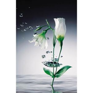 Fototapeta Crystal Flower, rozměr 115 cm x 175 cm, fototapety W+G 673