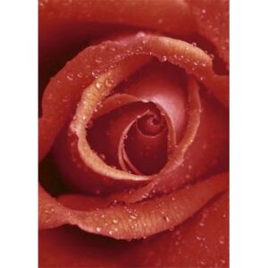 Fototapeta Rose, rozměr 183 cm x 254 cm, fototapety růže W+G 368