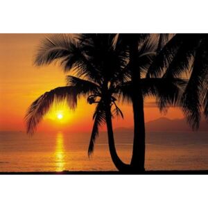 Fototapeta Palmy Beach Sunrise, rozměr 368 cm x 254 cm, fototapety Komar 8-255