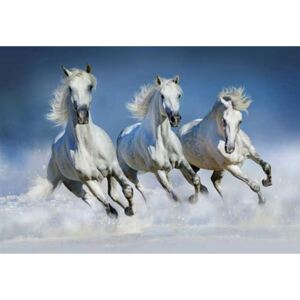 Fototapeta Arabian Horses, rozměr 366 cm x 254 cm, fototapety arabští koně W+G 162