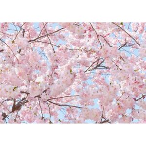 Fototapeta Pink Blossoms, rozměr 366 cm x 254 cm, fototapety rozkvetlá třešeň 00155, W+G