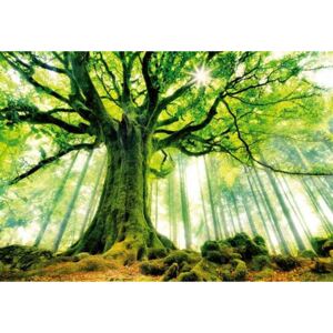 Vliesová fototapeta Ponthus Beech, rozměr 366 cm x 254 cm, fototapety strom v lese W+G 977