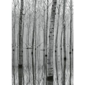 Vliesové fototapety, rozměr 184 x 254 cm, březový les ve vodě, W+G 5122-2V-1