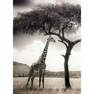Fototapety, rozměr 184 cm x 254 cm, žirafa, W+G 5084-2P-1