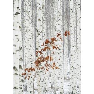 Vliesové fototapety, rozměr 184 x 254 cm, březový les, W+G 5104-2V-1