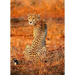 Fototapety, rozměr 184 cm x 254 cm, leopard, W+G 5075-2P-1
