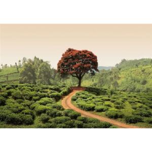 Fototapety, rozměr 368 cm x 254 cm, červený strom na Srí Lance, W+G 5036-4P-1