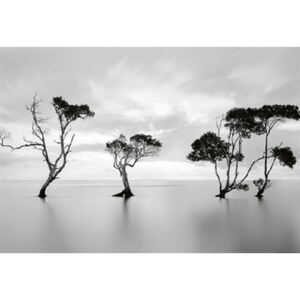 Fototapety, rozměr 368 cm x 254 cm, stromy ve stojaté vodě, W+G 5095-4P-1