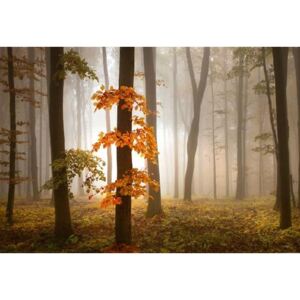 Fototapety, rozměr 368 cm x 254 cm, podzimní les v mlze, W+G 5153-4P-1