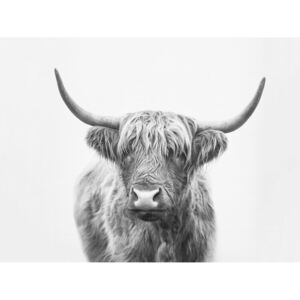Umělecká fotografie Highland bull, Sisi & Seb