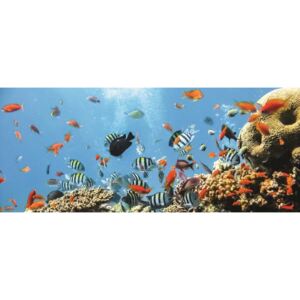 Postershop Fototapeta: Korálový útes - 104x250 cm