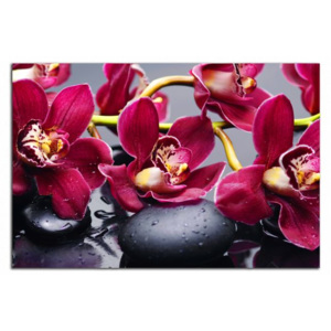 Bordové orchideje C4090AO
