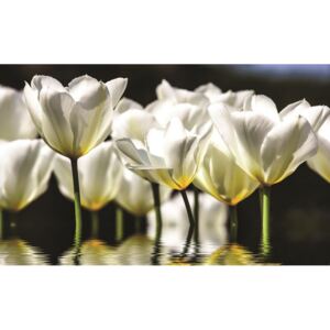 Postershop Fototapeta: Bílé tulipány (2) - 184x254 cm