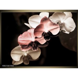Obraz barevných orchideí (F002726F7050)