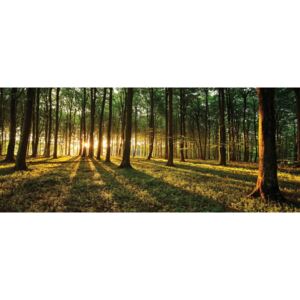 Postershop Fototapeta: Západ slunce v lese - 104x250 cm