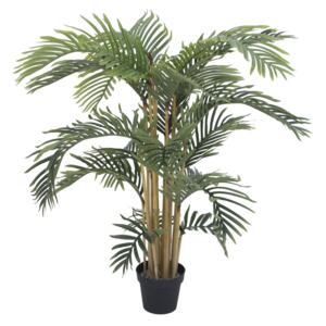 Kentia palma, 140 cm - MAXINAKUP.cz