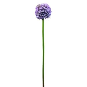 Allium lavandulová, 55 cm - MAXINAKUP.cz
