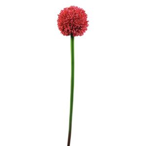 Allium červená, 55 cm - MAXINAKUP.cz