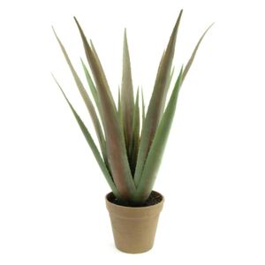 Aloe-Vera rostlina, 60 cm - MAXINAKUP.cz