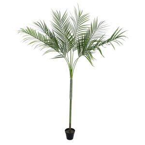 Areca palma s velkými listy, 180 cm - MAXINAKUP.cz