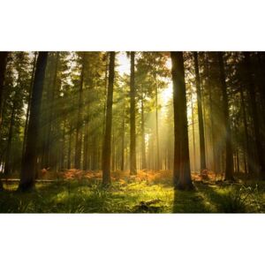 Postershop Fototapeta vliesová: Východ slunce v lese - 184x254 cm